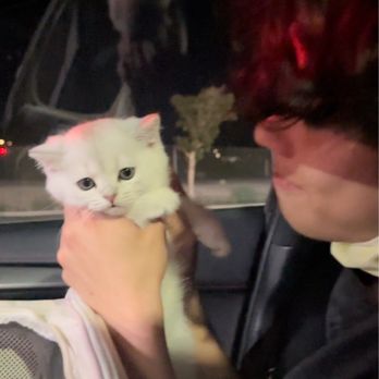 Lovablefluffs Cattery - Our drive back to CALI - Pet Breeders Near Me Lovablefluffs Cattery - Our drive back to CALI - Pet Breeders Near Me