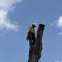 Jose Tree Services