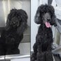 Becca's Mobile Grooming