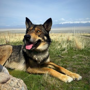 Dog Supplies Outlet - Wolfdog - Pet Stores Near Me - Henderson, Nevada Dog Supplies Outlet - Wolfdog - Pet Stores Near Me - Henderson, Nevada
