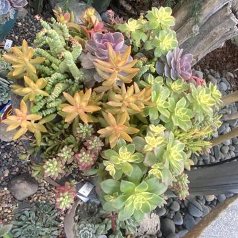 Green Thumb Nursery - Succulents - Nurseries & Gardening Near Me - Canoga Park, California