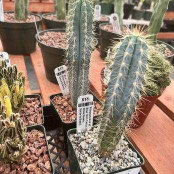 LA Succulents - LA Succulents - Nurseries & Gardening Near Me - Lake View Terrace, California LA Succulents - LA Succulents - Nurseries & Gardening Near Me - Lake View Terrace, California