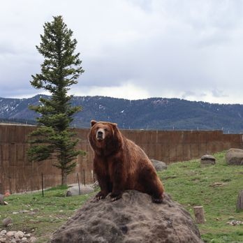 Montana Grizzly Encounter - Bear - Amusement Parks Near Me - Bozeman, Montana Montana Grizzly Encounter - Bear - Amusement Parks Near Me - Bozeman, Montana