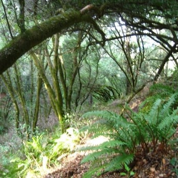 Dipsea - Hiking Near Me