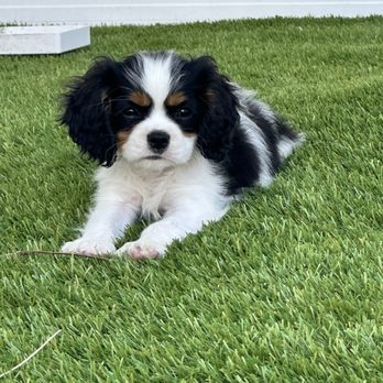 Lovett Cavaliers - Cavalier King Charles spaniel - Pet Breeders Near Me Lovett Cavaliers - Cavalier King Charles spaniel - Pet Breeders Near Me