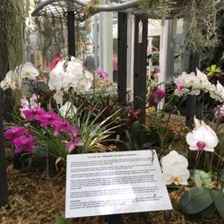 Otari Wilton Bush - Orchids