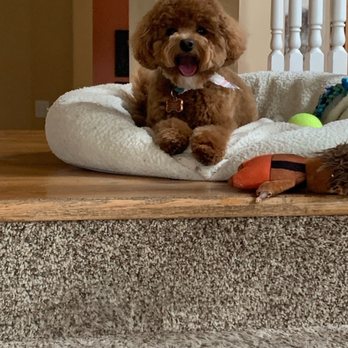 Kriser's Natural Pet - What I asked for - Pet Stores Near Me - Chicago, Illinois Kriser's Natural Pet - What I asked for - Pet Stores Near Me - Chicago, Illinois
