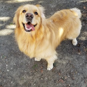 Pawsitively Purrfect Pampering - Dog Walkers Near Me Pawsitively Purrfect Pampering - Dog Walkers Near Me