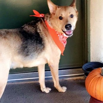 Pawsatively Elegant - Tesla getting home after visitng Pawsatively Elegant - Pet Groomers Near Me - Yorba Linda , California