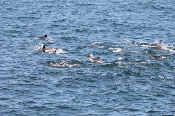Newburyport Whale Watch by null
