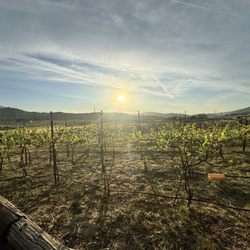 Rancho De Los Viajeros Vineyard - Can you beat this view?