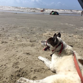 Galveston Pocket Park 2 - We took our eldest pup here. She loved it! - Parks Near Me - Galveston, Texas Galveston Pocket Park 2 - We took our eldest pup here. She loved it! - Parks Near Me - Galveston, Texas