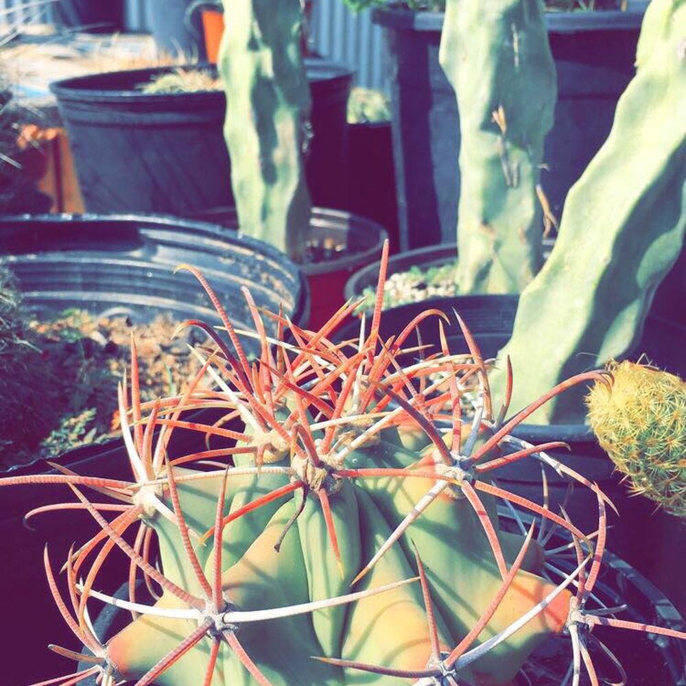 Palm Desert Nurseries - Nurseries & Gardening Near Me - Fort Worth, Texas Palm Desert Nurseries - Nurseries & Gardening Near Me - Fort Worth, Texas