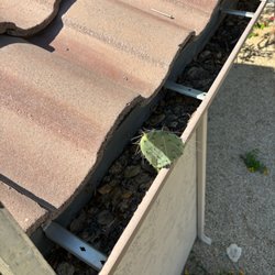 Anthem Roofing - Gutter debris can lead to all sorts of unwelcome intruders...