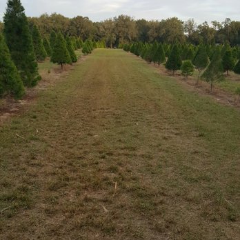 Santas Christmas Trees Forest - Christmas Trees Near Me - Eustis, Florida Santas Christmas Trees Forest - Christmas Trees Near Me - Eustis, Florida