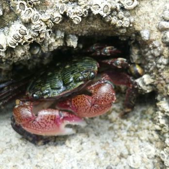 Scripps Coastal Reserve - Many baby crabs here - Parks Near Me - San Diego, California