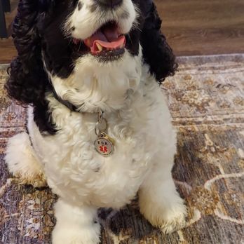 360 Animal Training and Behaviour - Program Grad 'Katie' focused and ready for training - Pet Training Near Me 360 Animal Training and Behaviour - Program Grad 'Katie' focused and ready for training - Pet Training Near Me