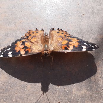 Marshall Butterfly Pavilion - Red Admiral - Botanical Gardens Near Me - Phoenix, Arizona