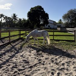Malachi Acres