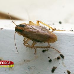 George Termite & Pest Control