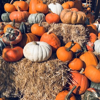 Westbrae Nursery - So many pumpkins - Nurseries & Gardening Near Me - Berkeley, California