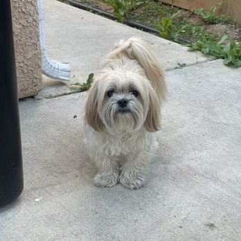 Top Dog - Before - Pet Groomers Near Me - Clovis, California Top Dog - Before - Pet Groomers Near Me - Clovis, California