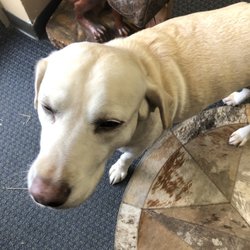Tri-County Feed & Supply - Sweet dog inside the store.