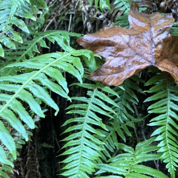 Moulton Falls Regional Park - Hiking Near Me - Yacolt, Washington