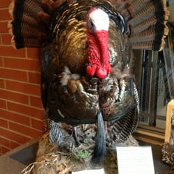 Bartlett Nature Center - Stuffed wild turkey