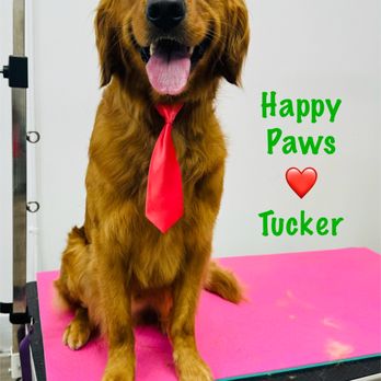 Happy Paws - Pet Groomers Near Me - Fairfield, Connecticut