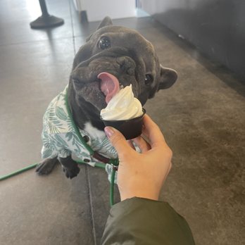 The Ice Cream Stand - Soft serve vanilla; yes, this place is dog friendly. - Coffee & Tea Near Me - Syracuse, New York The Ice Cream Stand - Soft serve vanilla; yes, this place is dog friendly. - Coffee & Tea Near Me - Syracuse, New York