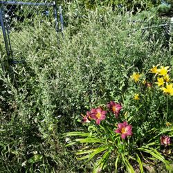 Daigle Property Maintenance - 7-31-22  Outside of Fence Choking out Lillies