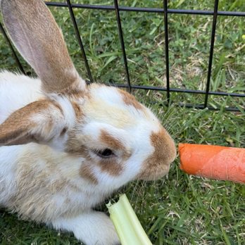 Bunny Gurus - Petting Zoos Near Me