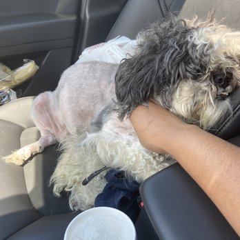 Petco - This is cut. - Pet Groomers Near Me - Suffolk, Virginia Petco - This is cut. - Pet Groomers Near Me - Suffolk, Virginia