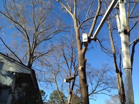 Ross Tree Service - tree service in Madison, MS