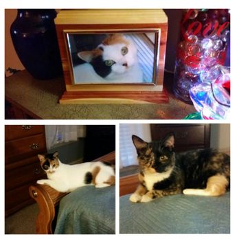 Owens Cross Roads Animal Clinic 10 Photos Animal Shelters 9221 Hwy 431 S Owens Cross Roads Al Phone Number