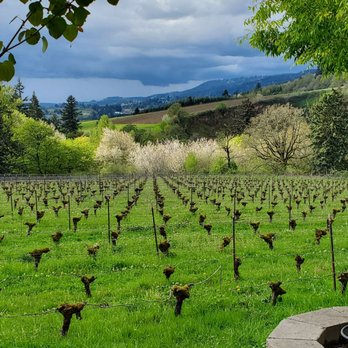 Archer Vineyard - The view from the patio. - Wine Tasting Room Near Me - Newberg, Oregon