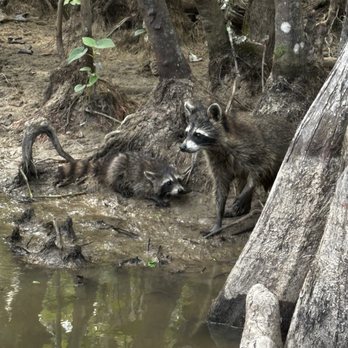 Cajun Encounters Tour Company - Tours Near Me - Slidell, Louisiana