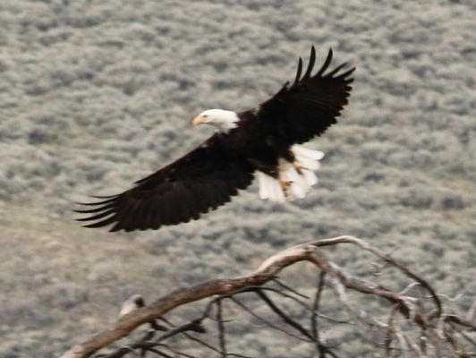 Hayden Valley by null