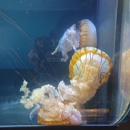 Sea Nettle Sea Nettle