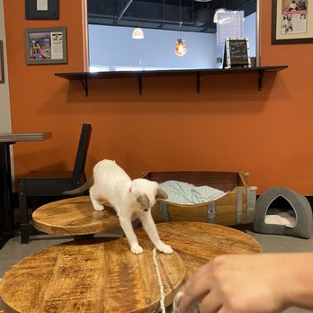 Orlando Cat Cafe - Animal Shelters Near Me - Clermont, Florida Orlando Cat Cafe - Animal Shelters Near Me - Clermont, Florida