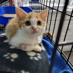 Healing Animal Scars - Lily survived Panleukopenia