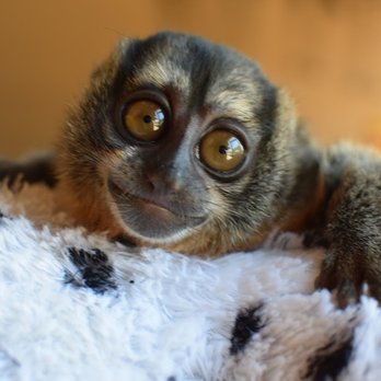 Exotic Animal Experience - Olive says don't cha wanna come play with me? - Zoos Near Me Exotic Animal Experience - Olive says don't cha wanna come play with me? - Zoos Near Me