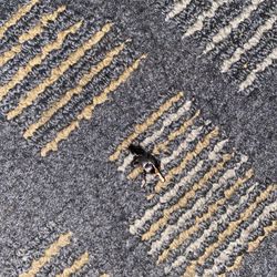Marinwood Inn & Suites - Cockroaches!