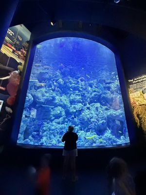 Cairns Aquarium by null