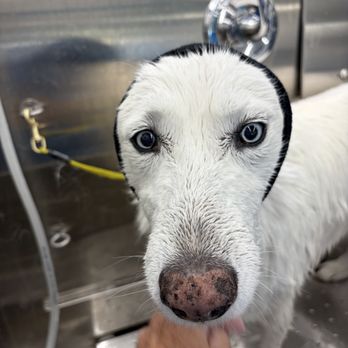 AristoPup Grooming - Pet Groomers Near Me AristoPup Grooming - Pet Groomers Near Me
