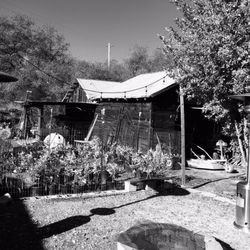 Black Oak Farm