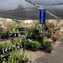 Photo of Shonnard’s Nursery