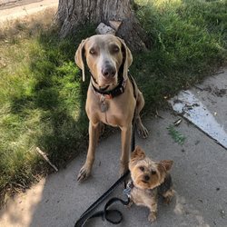 Denver Wag Walkers