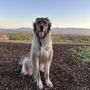 Clarity Canine